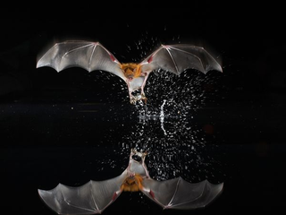 Illustration for article titled Chiroptera Thursday - Noctilio leporinus Edition
